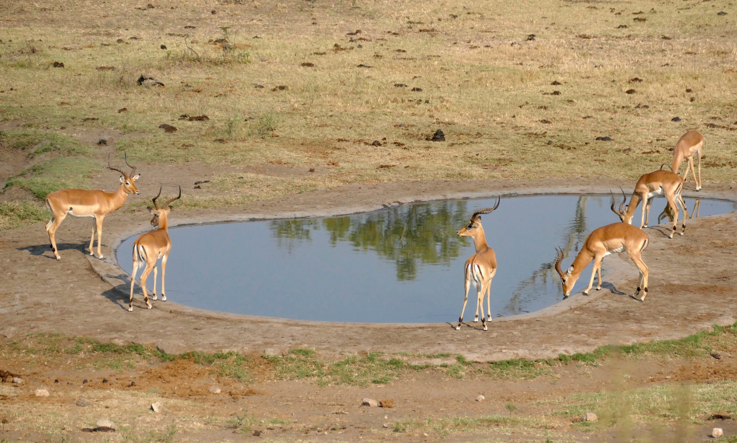 Impalas gathered at Matjulu Waterhole in Kruger National Park during the dry season