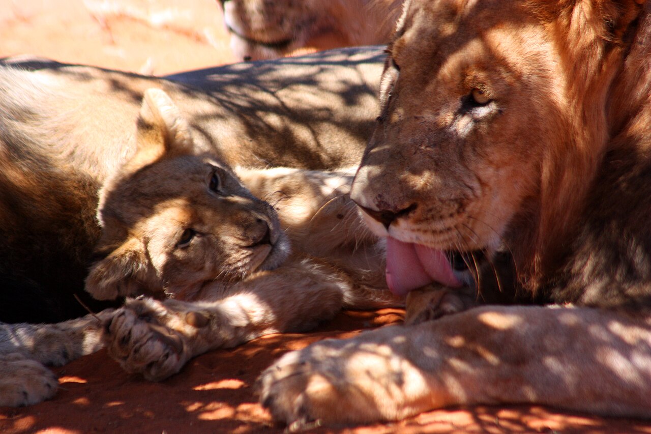 A black-maned Kalahari lion and its cub, the signature predator sighting of Botswana's Central Kalahari Game Reserve