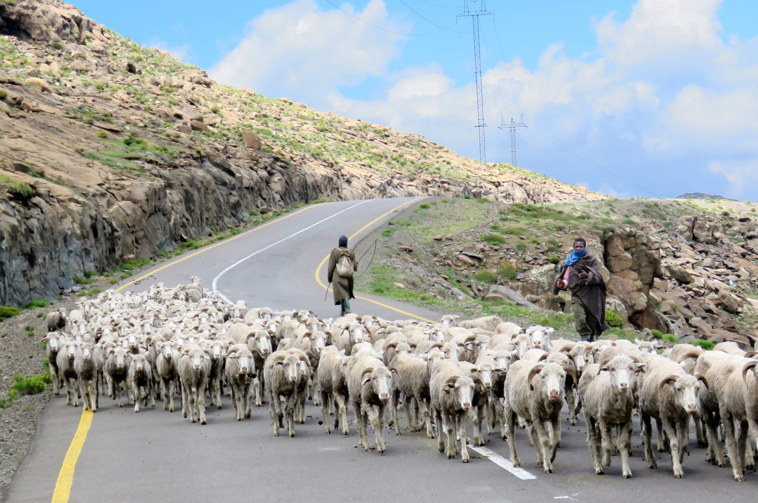 Basotho shepherds herding sheep on a high mountain pass near Katse Dam in the Lesotho Highlands