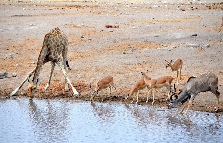 Wildlife gathered at Chudop waterhole in Etosha National Park, Namibia