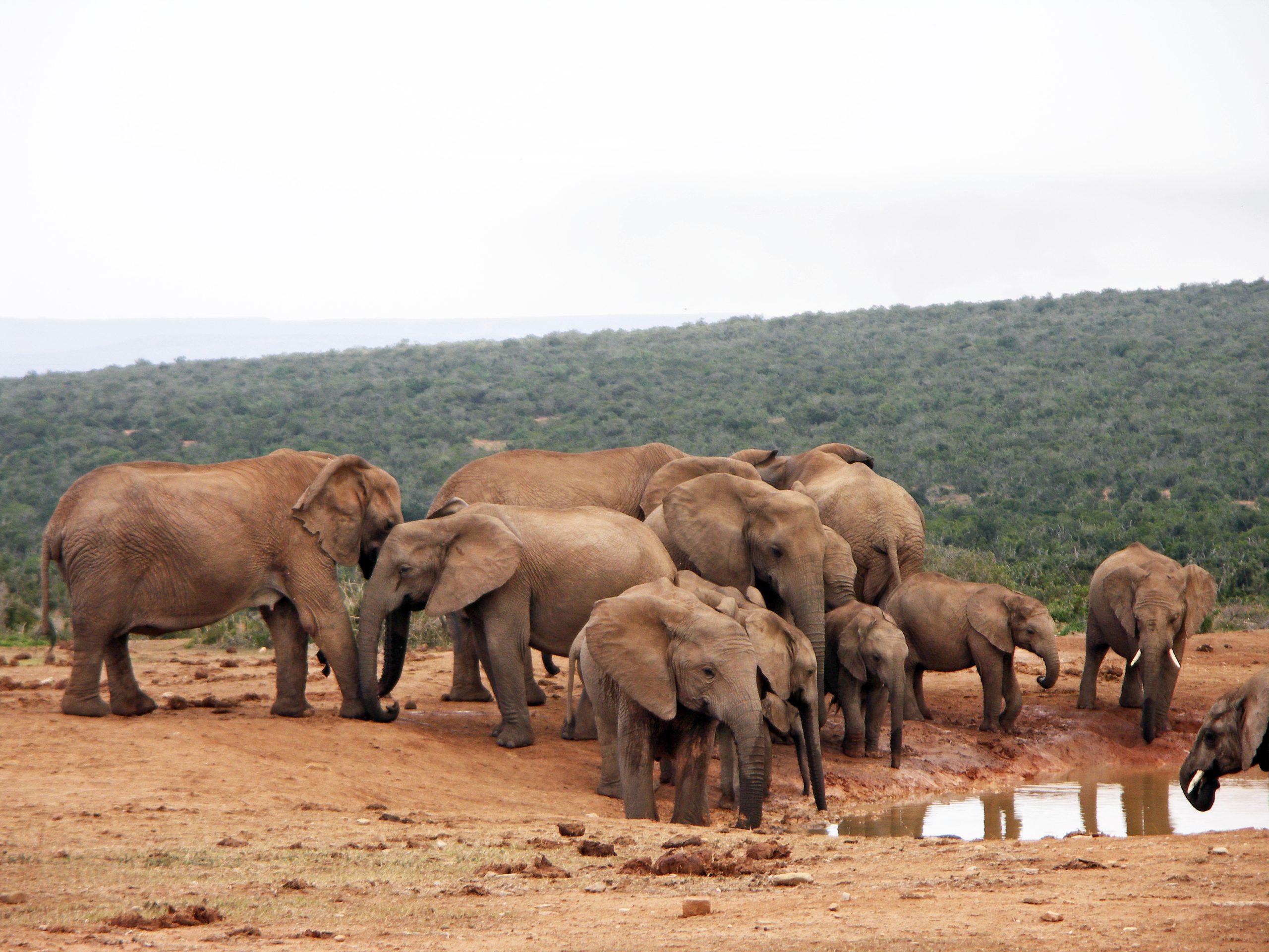 Elephants at Hapoor Dam in Addo Elephant National Park, a 45-minute drive from Gqeberha