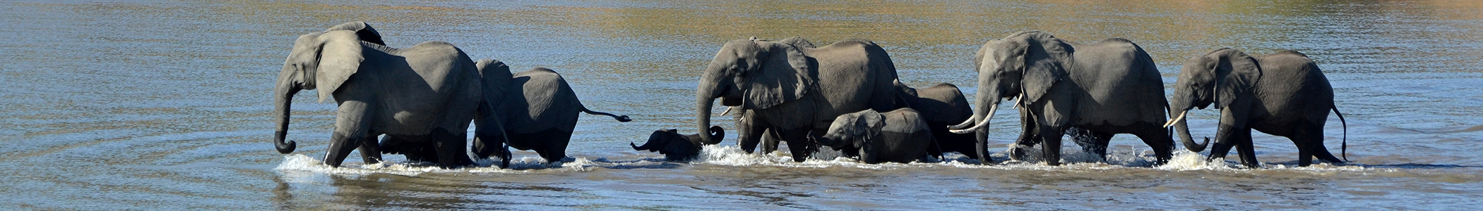 A herd of African elephants crossing the Luangwa River in South Luangwa National Park, Zambia