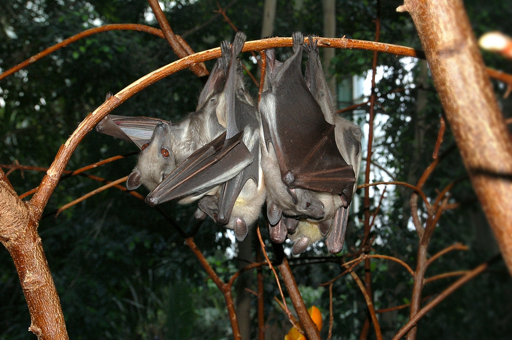 A straw-coloured fruit bat, the species behind Kasanka National Park's annual migration of ten million bats